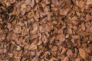 A dry leaves background showcases the rich, earthy tones