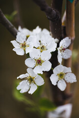 A tree branch with white flowers on it. The branch is green and brown