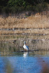 A bird is standing on a log in a body of water. The water is calm and clear, and the bird is surrounded by tall grass. The scene is peaceful and serene