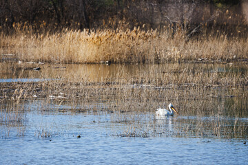 A white pelican is swimming in a lake surrounded by tall grass. The scene is peaceful and serene, with the bird enjoying the calm waters