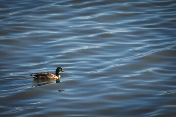 A duck is swimming in a body of water. The water is calm and clear. The duck is the main focus of the image
