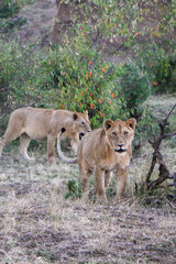 lion in the grass