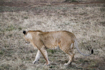 lioness and cubs