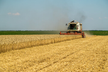 Combine harvester at work on a wheat field under a clear blue sky