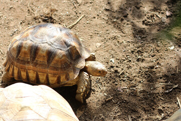 African Sulcata Tortoise Natural Habitat,Close up African spurred tortoise resting in the garden,...
