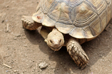 African Sulcata Tortoise Natural Habitat,Close up African spurred tortoise resting in the garden,...
