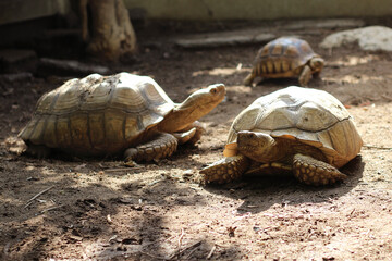 African Sulcata Tortoise Natural Habitat,Close up African spurred tortoise resting in the garden,...