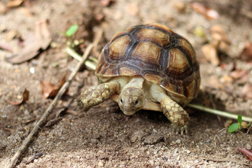 African Sulcata Tortoise Natural Habitat,Close up African spurred tortoise resting in the garden, Slow life ,Africa spurred tortoise sunbathe on ground with his protective shell ,Beautiful Tortoise
