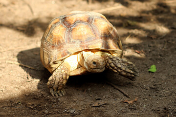 African Sulcata Tortoise Natural Habitat,Close up African spurred tortoise resting in the garden, Slow life ,Africa spurred tortoise sunbathe on ground with his protective shell ,Beautiful Tortoise