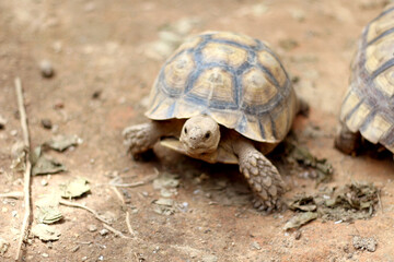 African Sulcata Tortoise Natural Habitat,Close up African spurred tortoise resting in the garden, Slow life ,Africa spurred tortoise sunbathe on ground with his protective shell ,Beautiful Tortoise