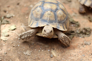 African Sulcata Tortoise Natural Habitat,Close up African spurred tortoise resting in the garden, Slow life ,Africa spurred tortoise sunbathe on ground with his protective shell ,Beautiful Tortoise