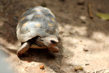 Cute small baby Red-foot Tortoise in the nature,The red-footed tortoise (Chelonoidis carbonarius) is a species of tortoise from northern South America