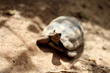 Cute small baby Red-foot Tortoise in the nature,The red-footed tortoise (Chelonoidis carbonarius)...