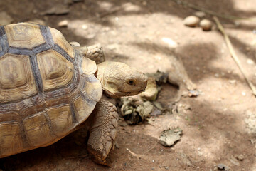 African Sulcata Tortoise Natural Habitat,Close up African spurred tortoise resting in the garden, Slow life ,Africa spurred tortoise sunbathe on ground with his protective shell ,Beautiful Tortoise