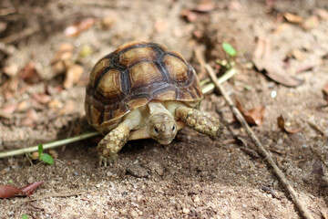 African Sulcata Tortoise Natural Habitat,Close up African spurred tortoise resting in the garden, Slow life ,Africa spurred tortoise sunbathe on ground with his protective shell ,Beautiful Tortoise