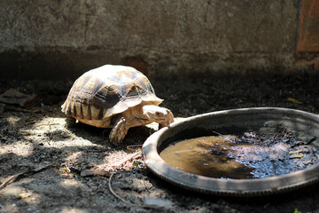 Baby African Spurred Tortoise Drink Water,cute animal