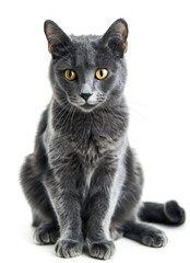 Obraz premium Adorable Gray Kitten Sitting and Looking Curiously at Camera Against White Background - Generative AI