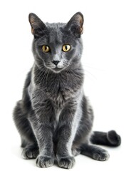 Adorable Gray Kitten Sitting and Looking Curiously at Camera Against White Background - Generative AI