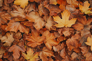 A cluster of various types of leaves scattered and lying on the ground