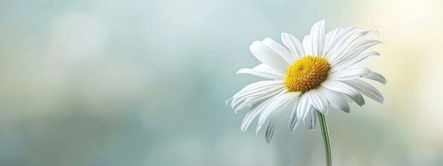 Close-up of a White Daisy Flower with Yellow Center on a Blurred Bokeh Background - Generative AI