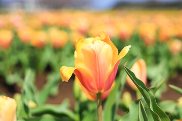 花畑に咲く可愛いチューリップ