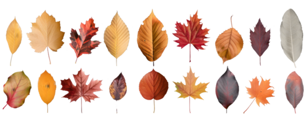 Set of five different orange leaves in autumn isolated on transparent background.