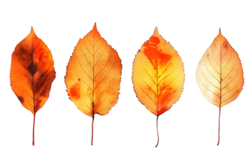 Set of five different orange leaves in autumn isolated on transparent background.