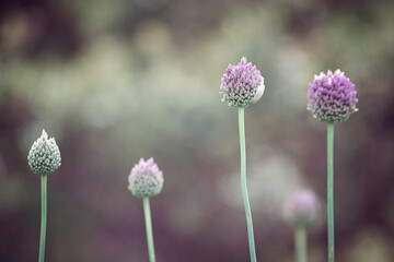 purple allium bud flower flowers, isolated bokeh background, stems stalks, garden gardening botany botanical, nature natural outside outdoor, close closeup detail
