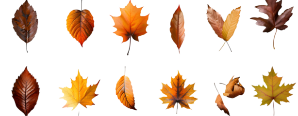 Collection of autumn leaves from various trees isolated on transparent background.