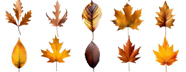 Obraz premium Collection of autumn leaves from various trees isolated on transparent background.