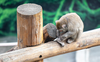 Macaques are a genus of primates in the monkey family.