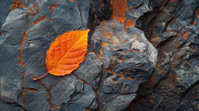 Autumn Leaf Close-up. Single Orange Leaf in Nature Setting