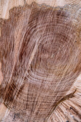 Détail de coupe de tronc d'arbre