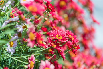 Marguerite with red petals filled the flower bed. warm sunshine - marguerite daisy, Paris daisy, Argyranthemum frutescens