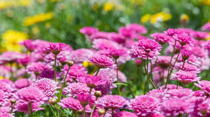 Marguerite daisy sassy 'DOUBLE DEEP ROSE' with purple petals that fills the flower bed. warm sunshine - marguerite, Paris daisy, Argyranthemum frutescens