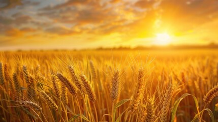 Fototapeta premium Stock image of a flourishing wheat field with corn and a gentle breeze depicting agricultural scenery and natural beauty