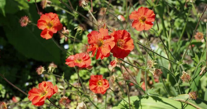(Geum coccineum) A clump-forming of Darf red avens flowers in groups on upright thin stems swaying lightly in the wind
