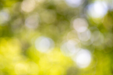 Abstract bright green nature background out of focus bokeh.