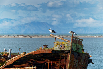 Janie Seddon shipwreck with roosting seagulls, Motueka, New Zealand.