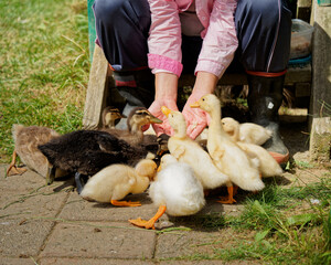 A group of mixed breed ducklings being hand fed by the farmer's wife.