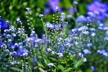色合いが爽やかで美しいブルーガーデンの風景