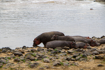 hippopotamus on the beach