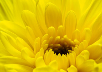 Fototapeta premium Yellow flower, petals close-up