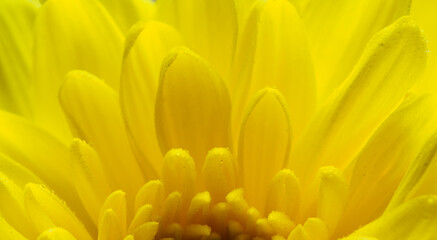 Yellow flower, petals close-up