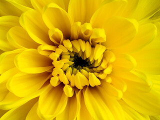 Yellow flower, petals close-up