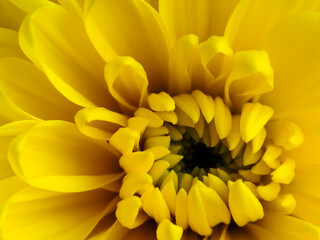 Yellow flower, petals close-up