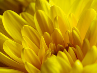 Yellow flower, petals close-up