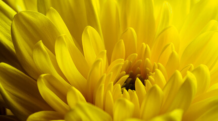 Yellow flower, petals close-up