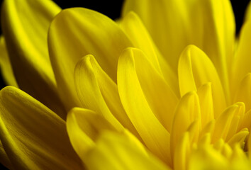 Yellow flower, petals close-up