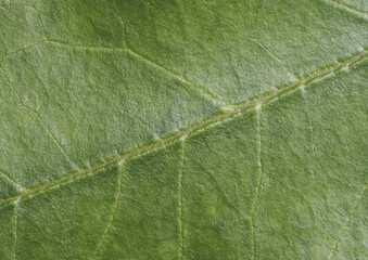 close up detail of green leaf texture